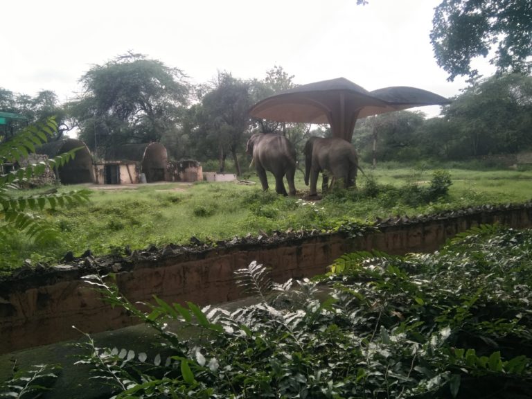Delhi Zoo | National Zoological Park Delhi – Chidiya Ghar Ticket
