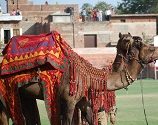 Pushkar Fair Rajasthan Guide